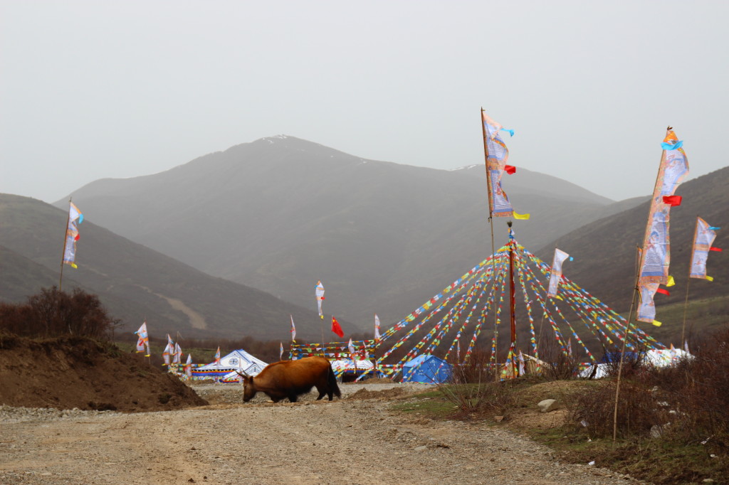 Das Lager von Yak Hirten, Nomaden